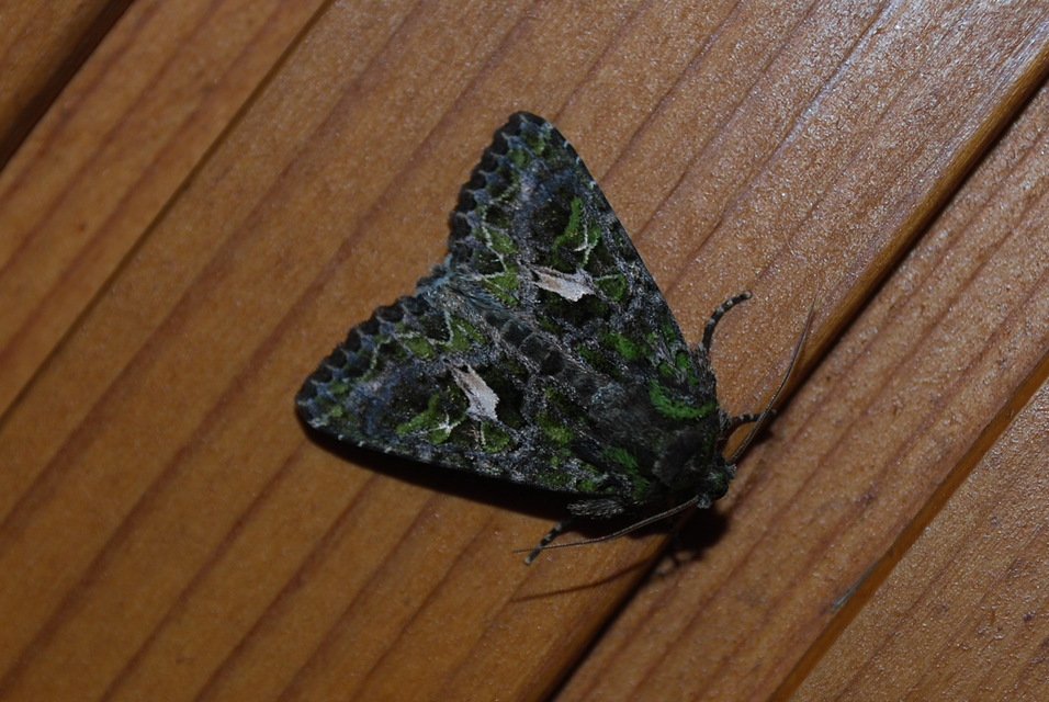 Trachea atriplicis - nyári zöldbagoly
