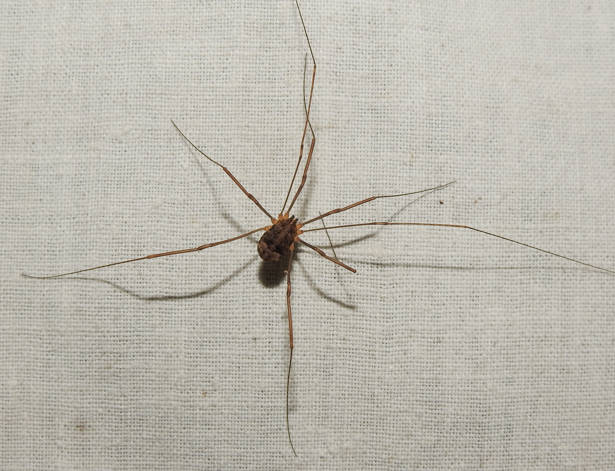 Nelima sempronii