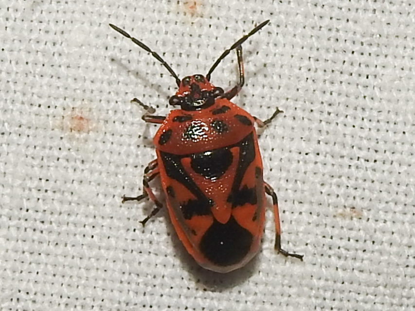 Eurydema ornata - díszespoloska Eurydema ornata - díszespoloska