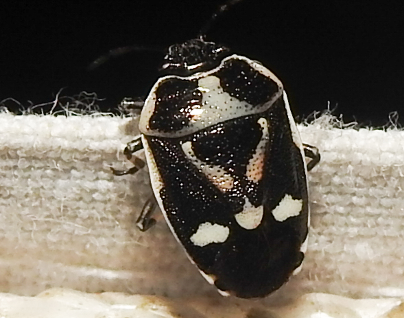 Eurydema oleracea - paréjpoloska Eurydema oleracea - paréjpoloska