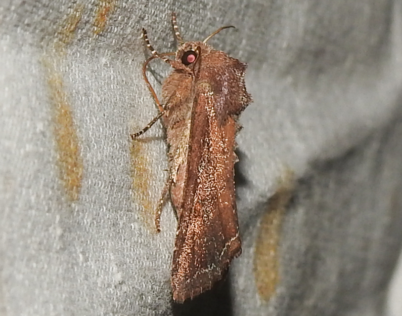 Lacanobia oleracea - saláta-kertibagoly