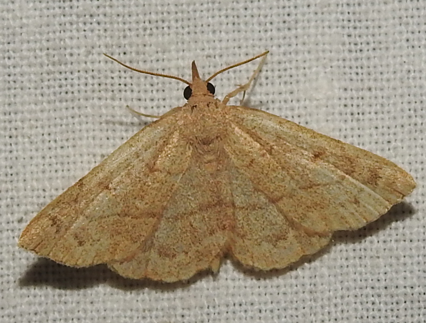 Paracolax tristalis - sárgás karcsúbagoly