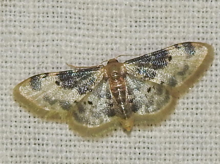 Idaea filicata - sötéttövű apróaraszoló