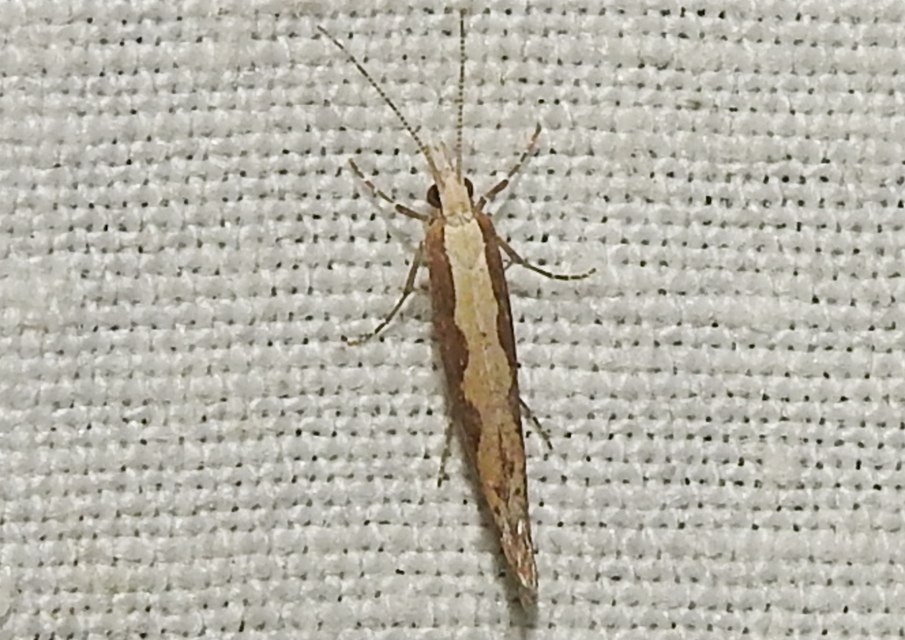 Plutella xylostella - káposztamoly