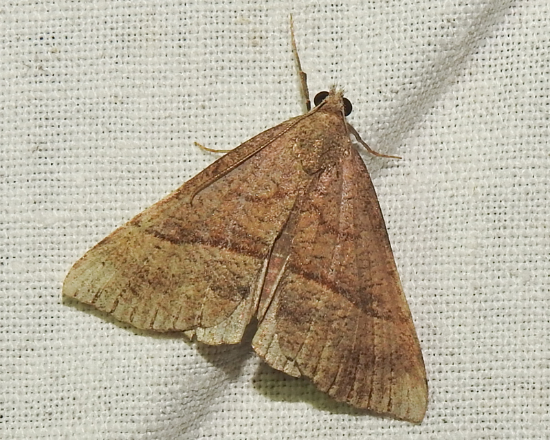 Hypena proboscidalis - ormányos karcsúbagoly