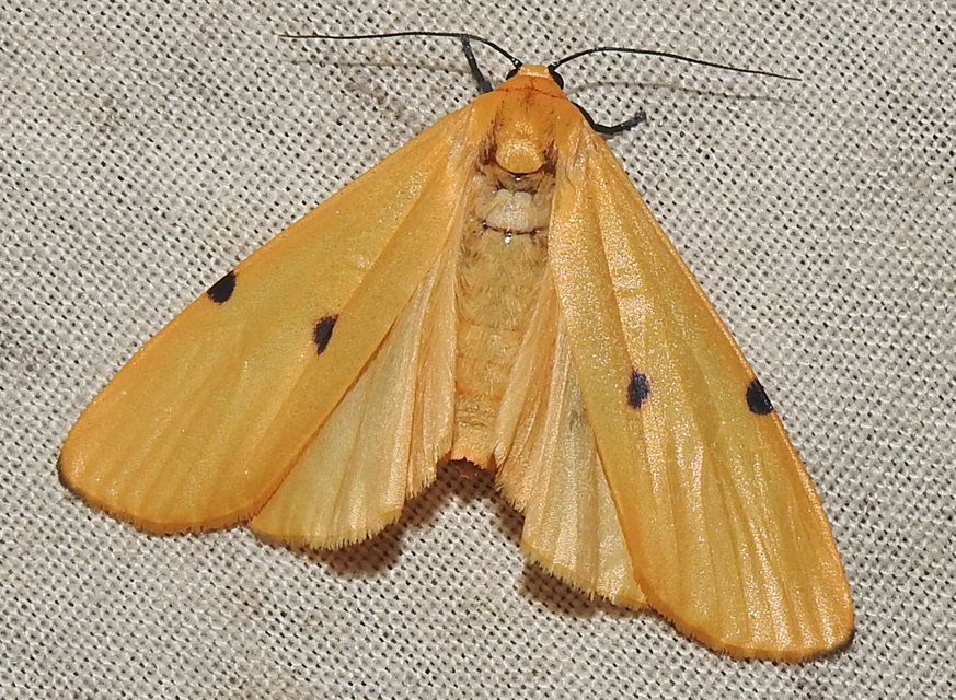 Lithosia quadra - négypettyes zuzmószövő