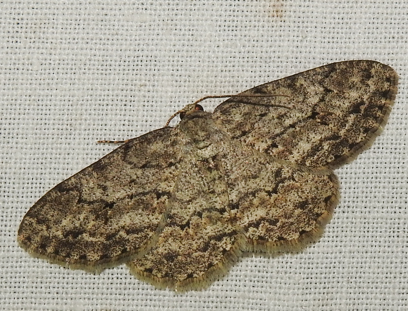 Ectropis crepuscularia - avararaszoló
