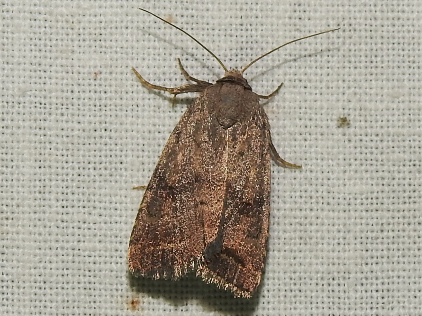 Athetis furvula - homoki lápibagoly