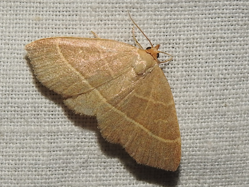 Trisateles emortualis - sárgacsíkos karcsúbagoly