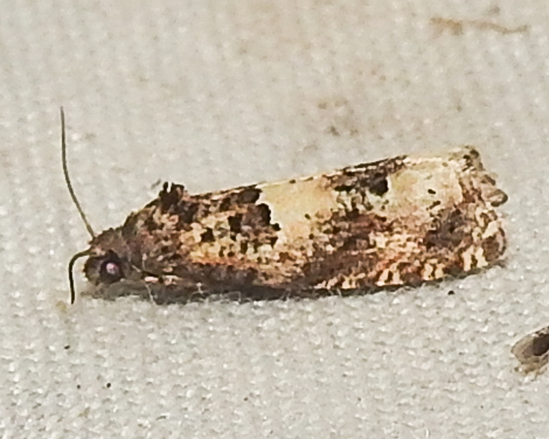 Epiblema scutulana - réti tükrösmoly