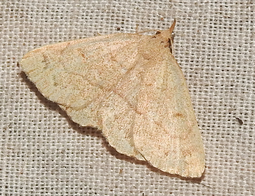 Paracolax tristalis - sárgás karcsúbagoly