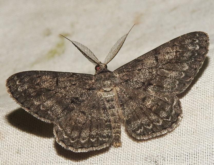 Hypomecis roboraria - nagy tölgyfaaraszoló