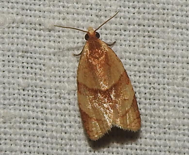 Clepsis rurinana - fakó sodrómoly