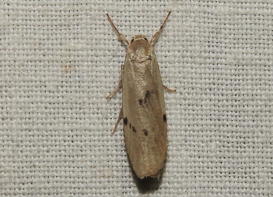 Pelosia muscerda - hamvas zuzmószövő