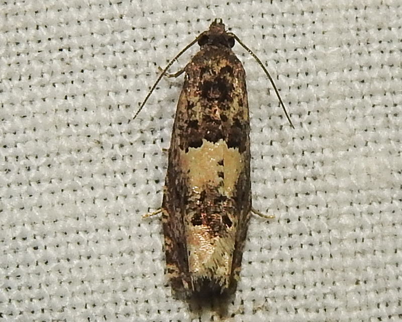 Epiblema scutulana - réti tükrösmoly