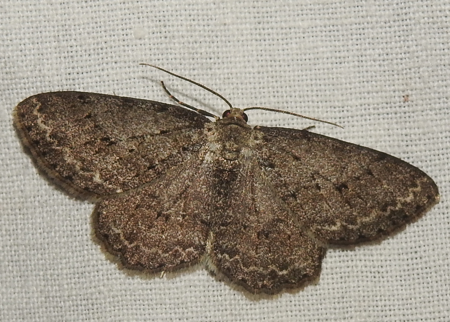 Ectropis crepuscularia - avararaszoló
