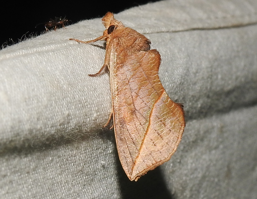 Calyptra thalictri - öblösszárnyú bagoly