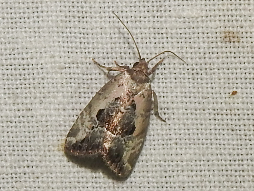 Hapalotis venustula - rózsaszínű mázasbagoly