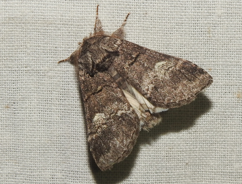 Drymonia querna - tölgyfa-púposszövő