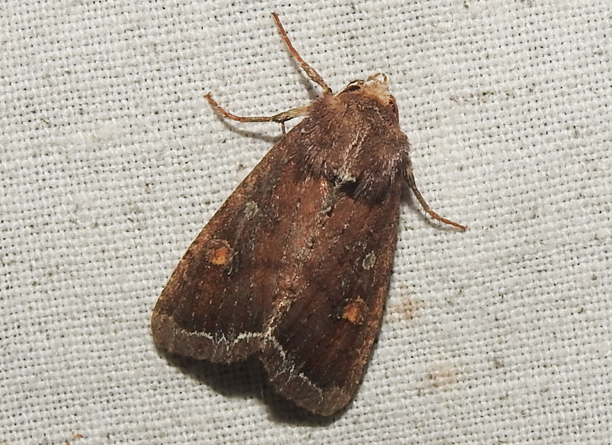 Lacanobia oleracea - saláta-kertibagoly