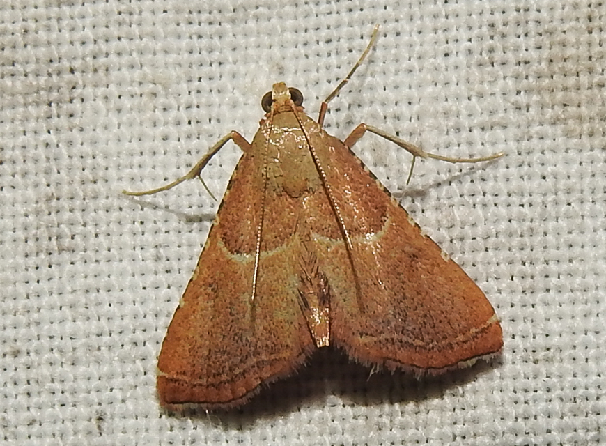 Endotricha flammealis - tüzesszárnyú fényilonca