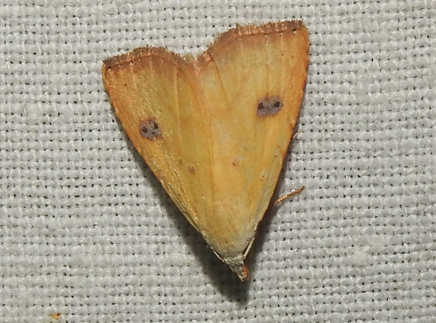 Rivula sericealis - selymes lórombagoly