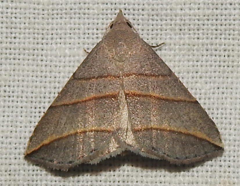 Colobochyla salicalis - háromsávos törpebagoly