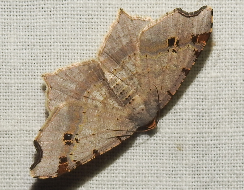 Macaria alternata - közönséges szürkearaszoló