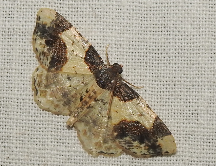 Ligdia adustata - barna levélaraszoló