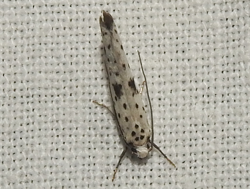 Yponomeuta plumbella - pókhálós bengemoly