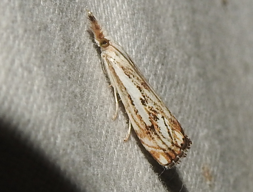Catoptria falsella - hálós fűgyökérmoly