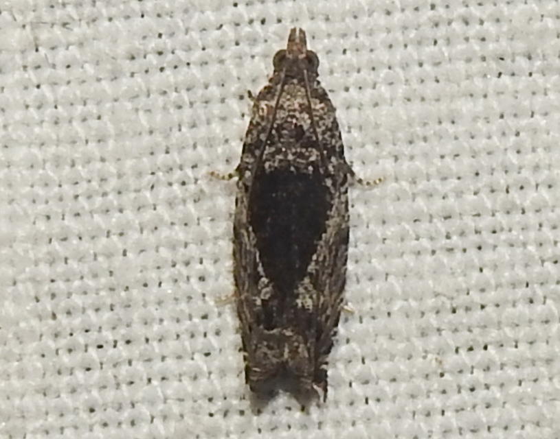 Ancylis