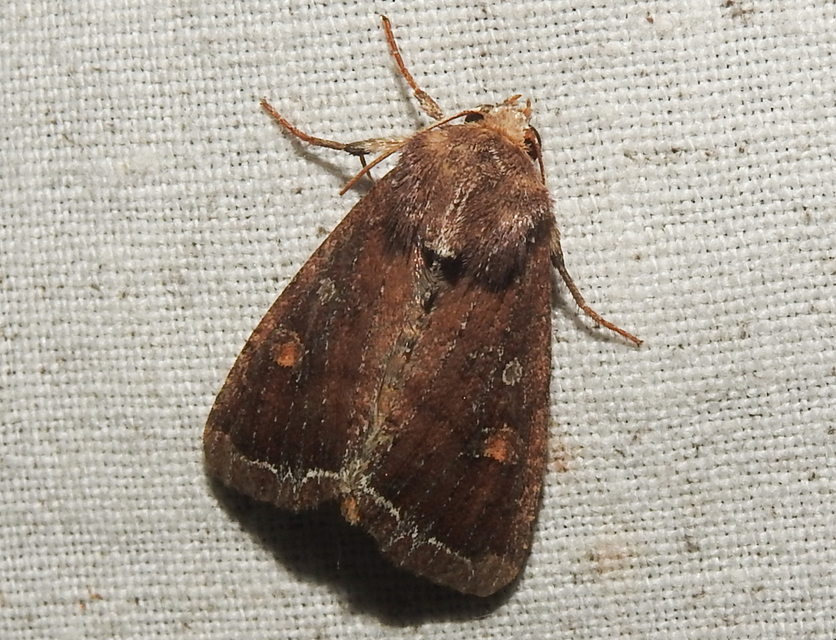 Lacanobia oleracea - saláta-kertibagoly