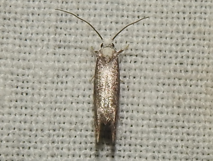 Yponomeutidae - pókhálós-molyfélék