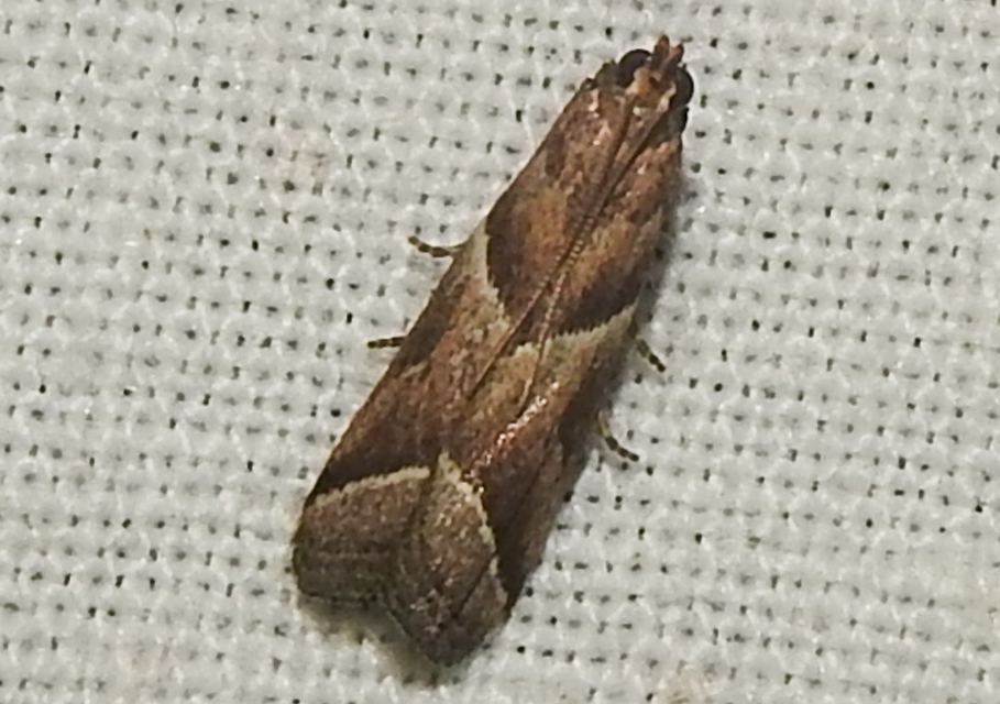 Nyctegretis lineana - agátszínű karcsúmoly
