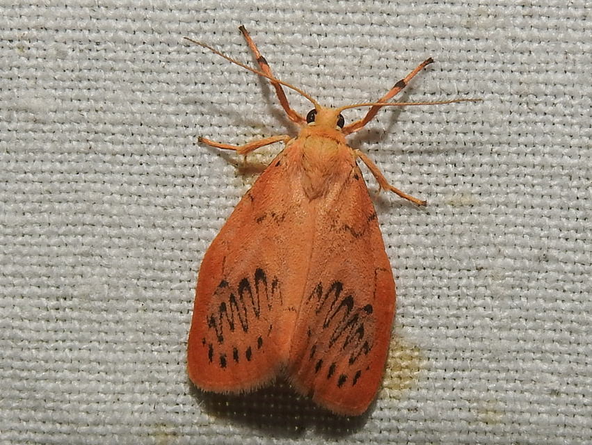 Miltochrista miniata - piros medvelepke