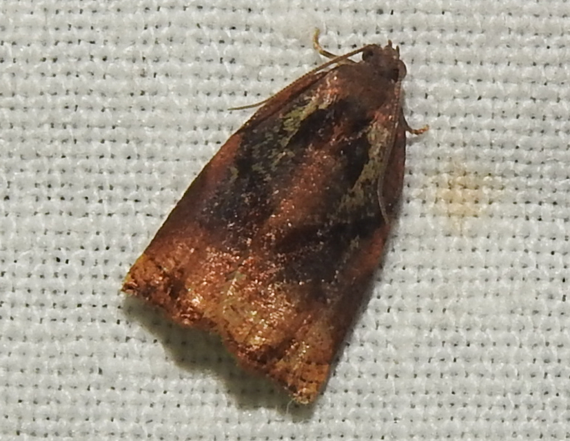 Archips podana - dudvarágó sodrómoly