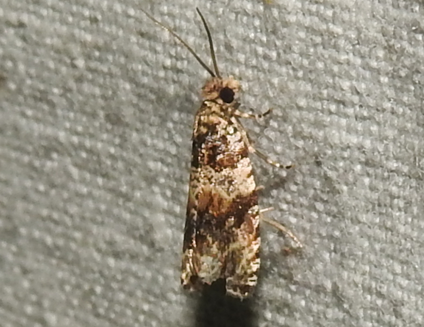 Celypha cespitana - mezei tükrösmoly