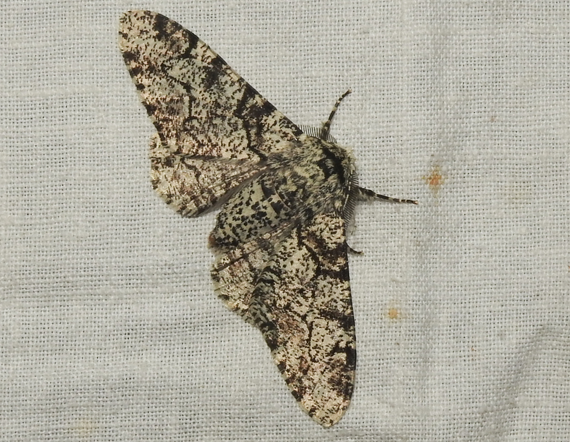 Biston betularia - szürkepettyes araszoló
