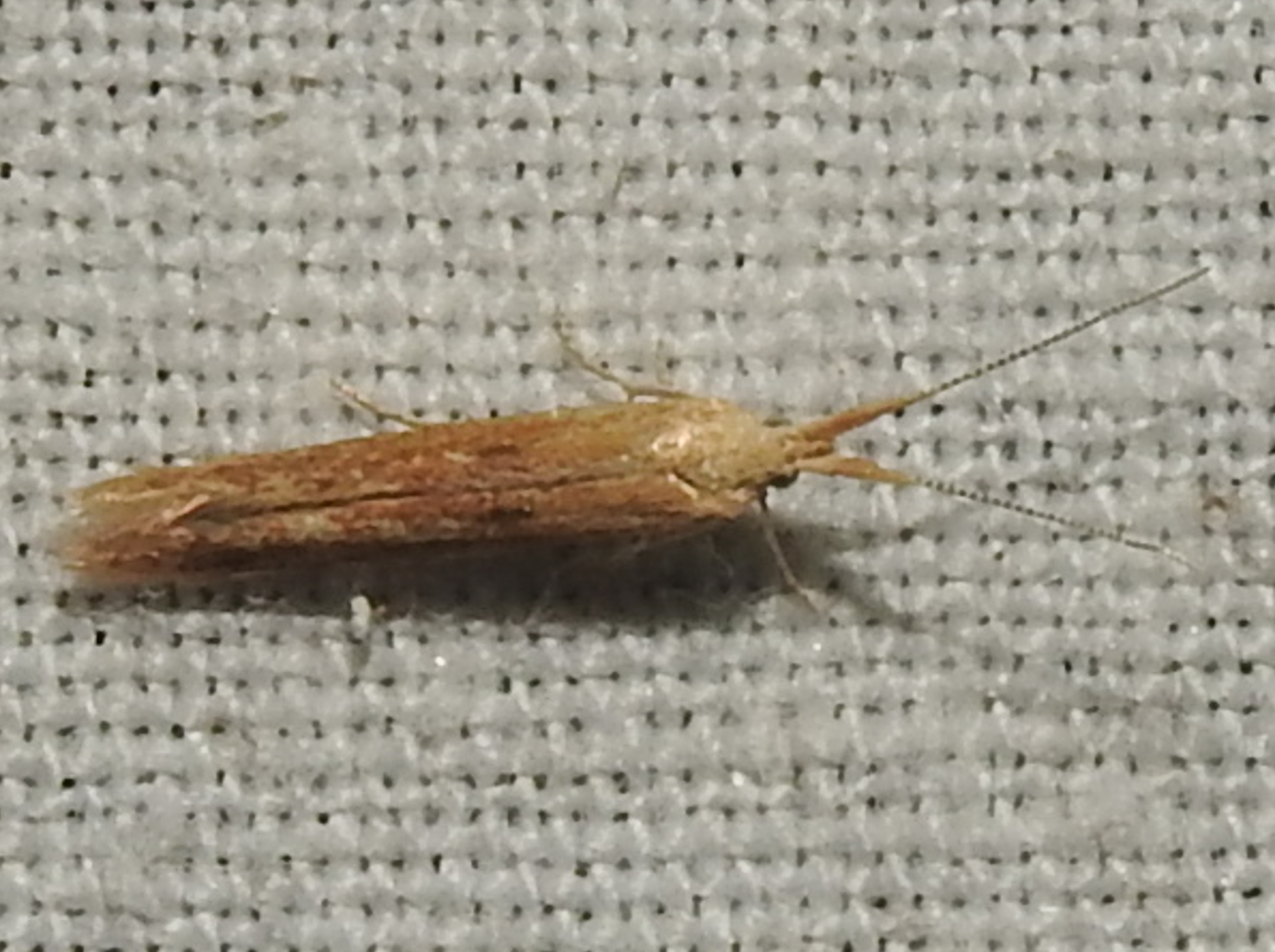 Coleophora binotapennella - kétpettyes zsákosmoly