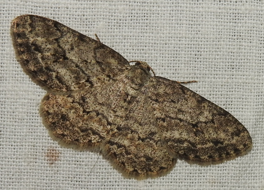 Ectropis crepuscularia - avararaszoló
