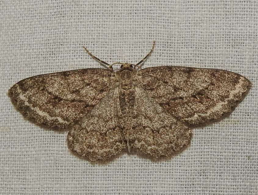 Ectropis crepuscularia - avararaszoló