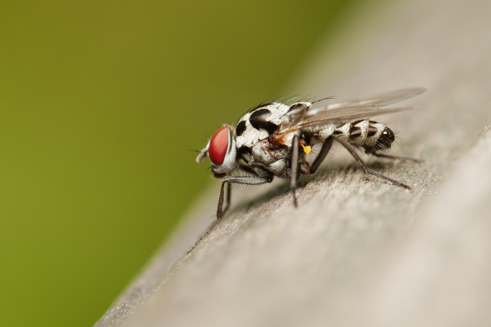 Anthomyia