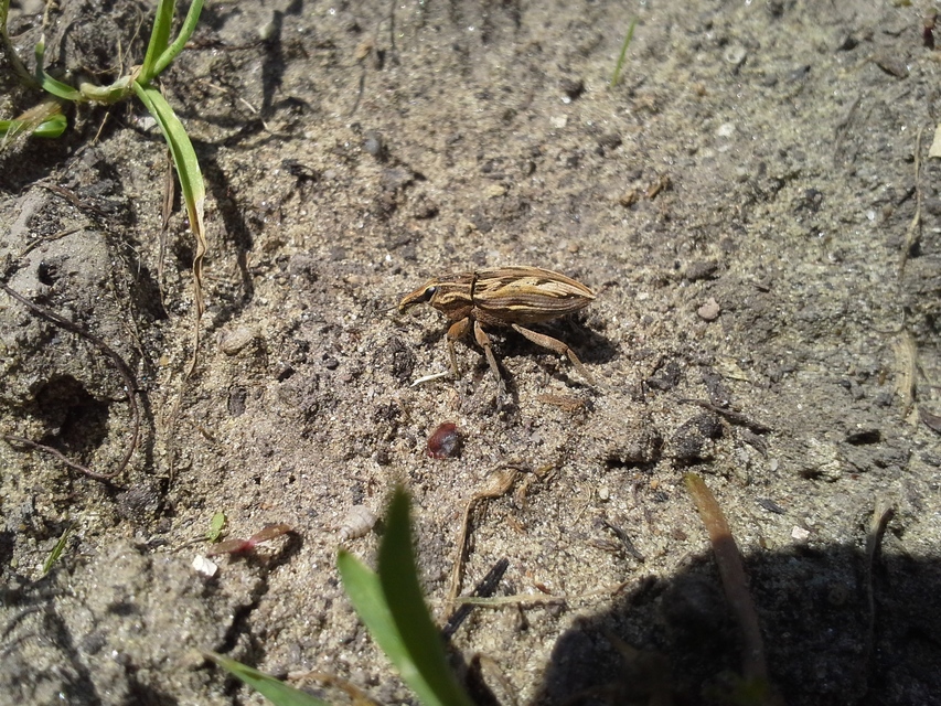 Coniocleonus nigrosuturatus - nyíljegyes barkó