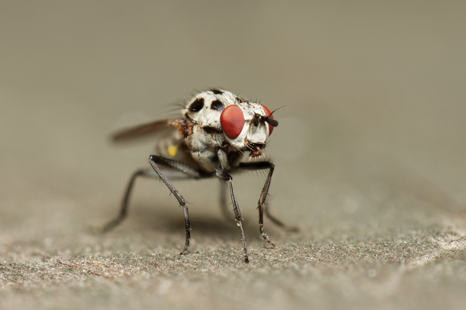 Anthomyia
