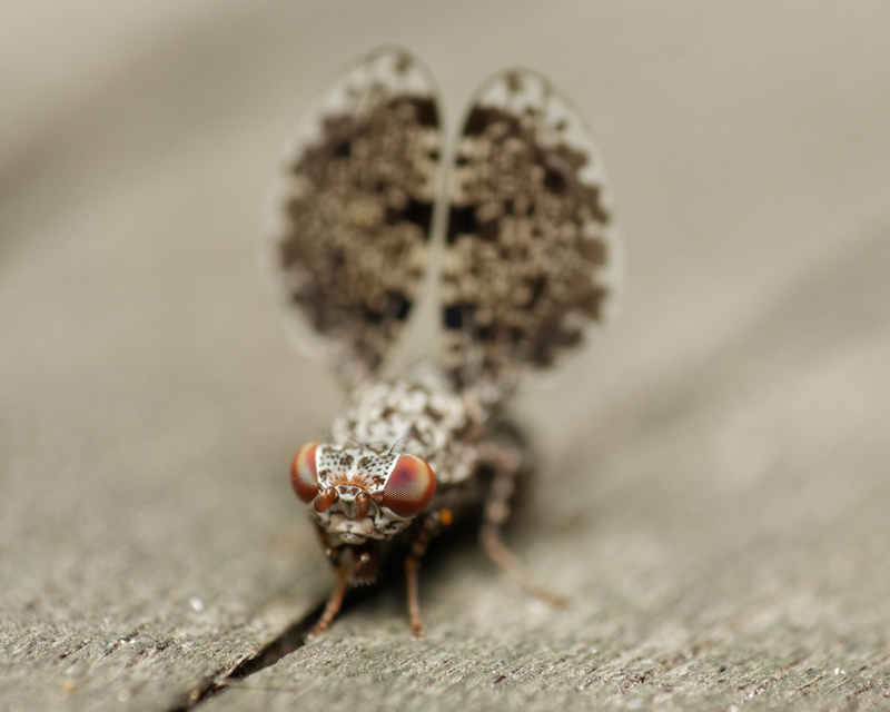 Callopistromyia annulipes - pávalégy