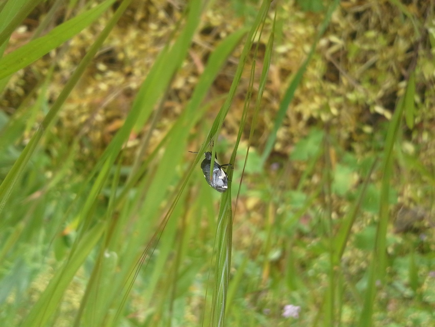 Tritomegas sexmaculatus - hatfoltos földipoloska