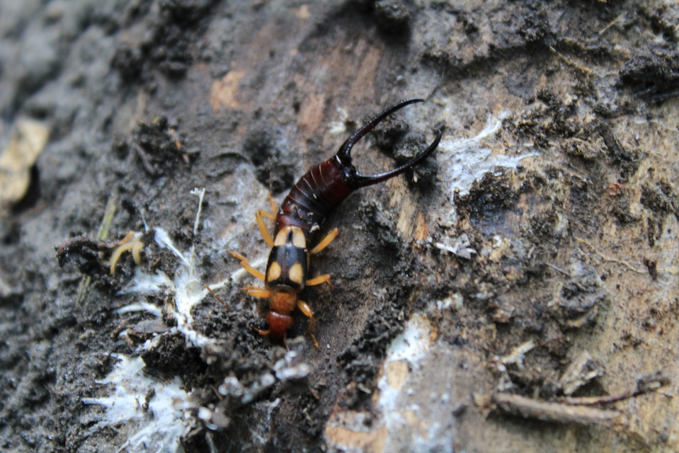 Forficula smyrnensis - szmirnai fülbemászó