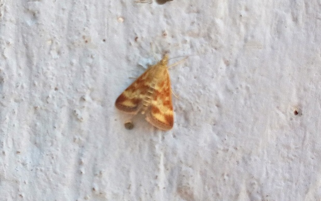 Pyrausta despicata - réti bíbormoly