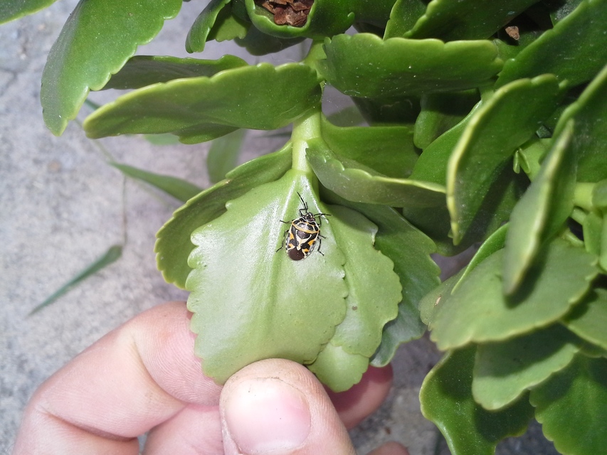Eurydema ornata - díszespoloska Eurydema ornata - díszespoloska